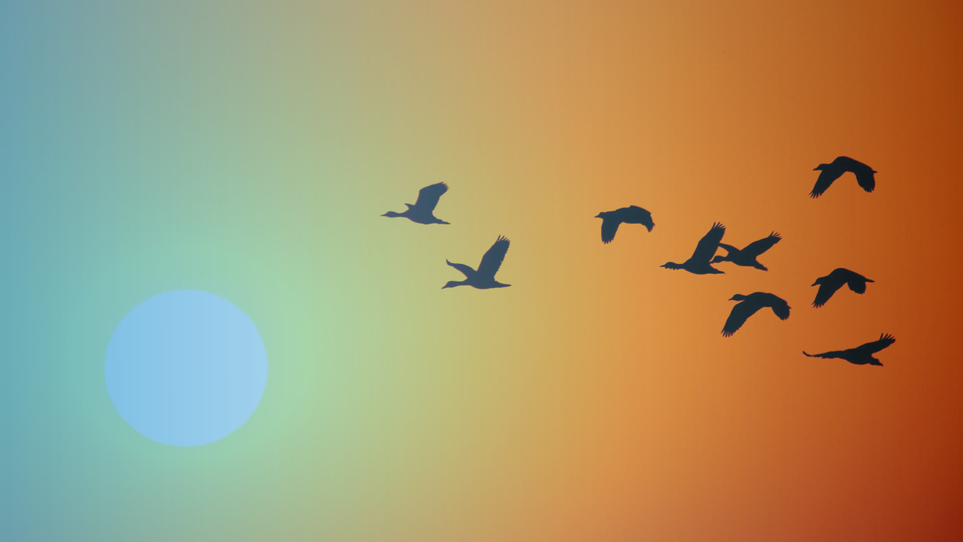 Birds flying into sunrise